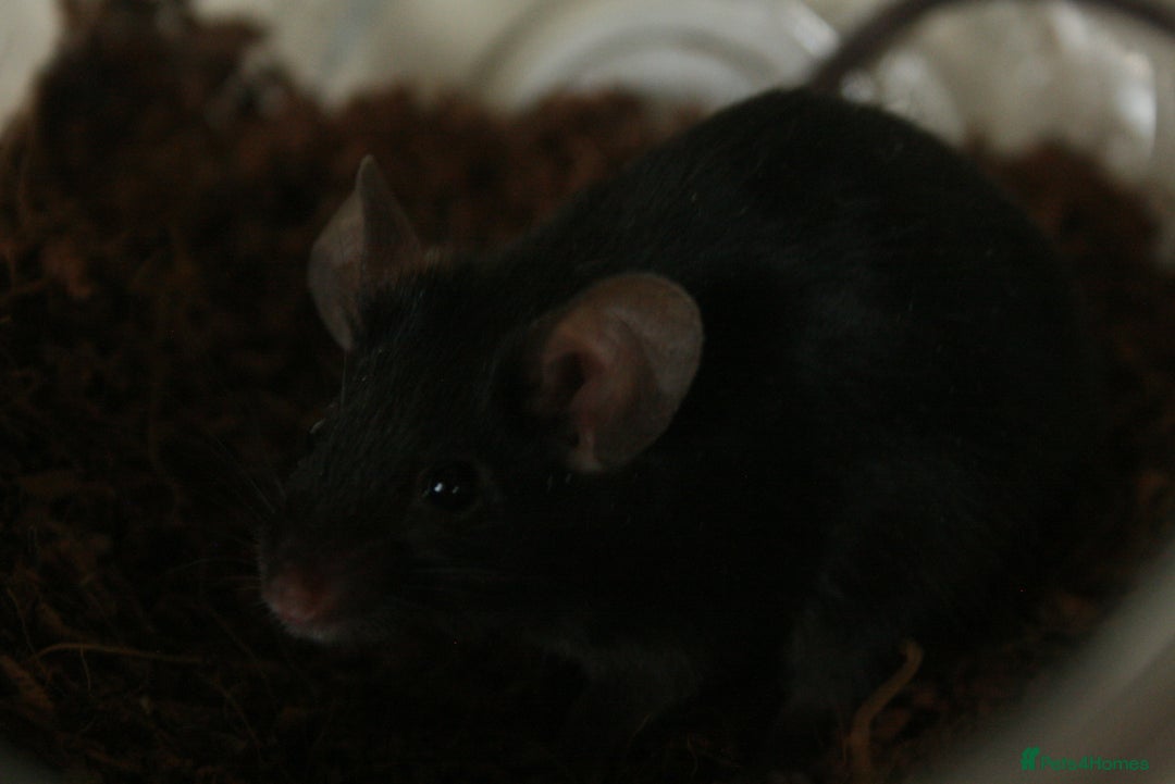 Mouse rodents for sale: 🐭 Female Mice Available for Adoption 🐭 - Advert 8