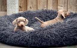 Miniature Dachshund dogs for sale: Beautiful litter of miniature dachshund puppies  - Image 3