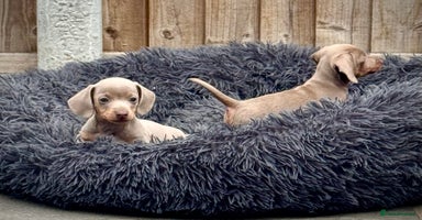 Miniature Dachshund dogs - Advert 1