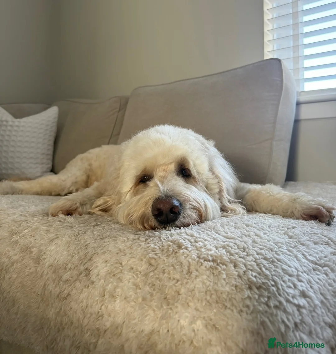 Double Doodle dogs for sale: Standard Double Doodle Puppies Due November🤎🐾 - Advert 2