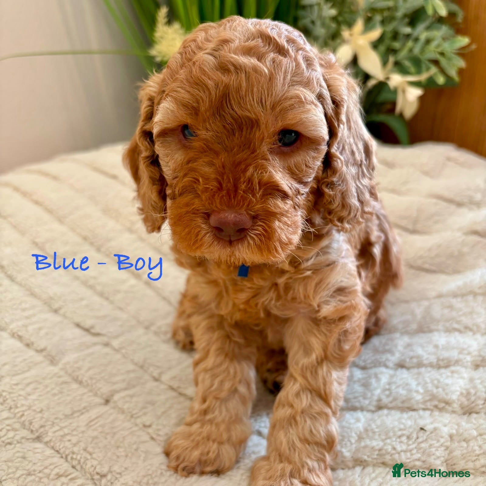 Cockapoo dogs Beautiful F2 Cockapoo Puppies  - Advert 9