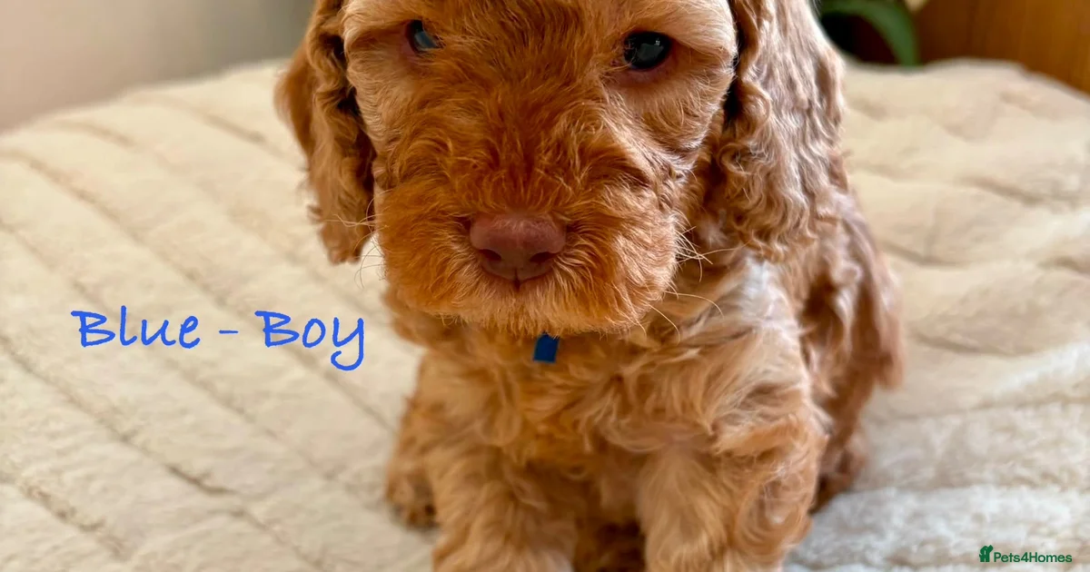 Cockapoo Puppies For Sale In England Pets4Homes cockapoo-puppies-for-sale-in-england-pets4homes