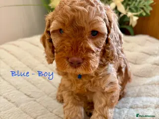 Cockapoo dogs Beautiful F2 Cockapoo Puppies - Advert 9