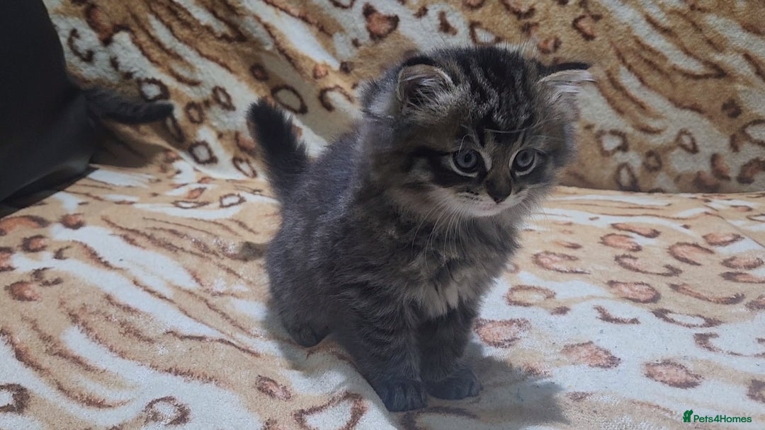 Mixed Breed cats for sale: Two Perdoll Female Kittens Looking for a Home - Image 26