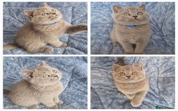 British Longhair cats for sale: ACTIVE REGISTERED BLH GIRL, GCCF, PEDIGREE - Image 16