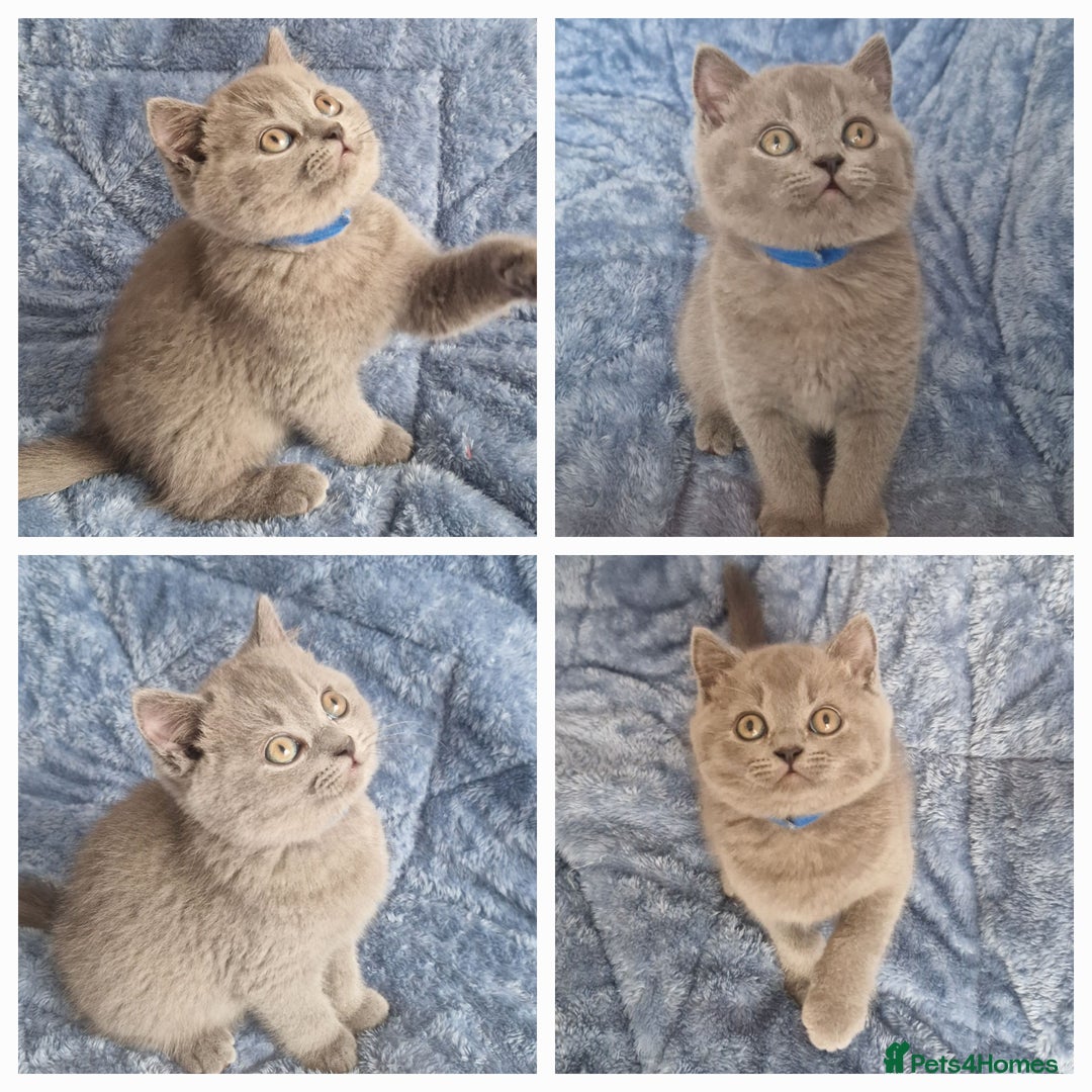 British Longhair cats for sale: ACTIVE REGISTERED BLH GIRL, GCCF, PEDIGREE - Image 16