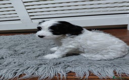 Australian Labradoodle dogs for sale: MINI Australian Labradoodle  in Leicester - Image 13