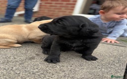 Labrador Retriever dogs for sale: FANTATIC bred Labradors - Image 7