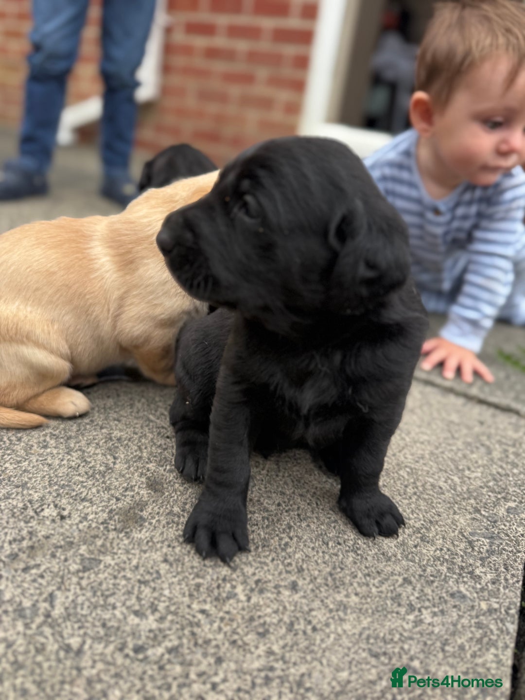 Labrador Retriever dogs for sale: FANTATIC bred Labradors - Image 7