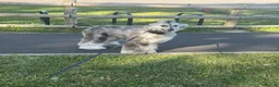 Afghan Hound dogs for sale: Female Afghan hound  - Advert 2