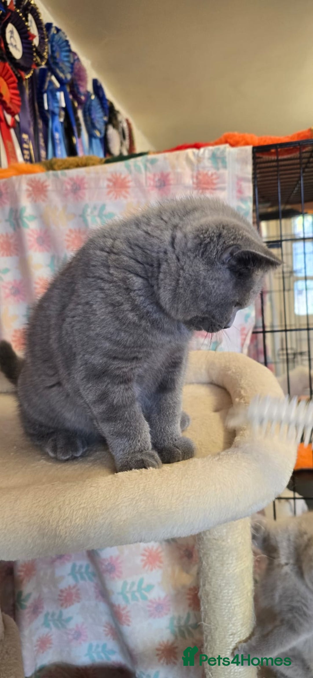 British Shorthair cats for sale: Beautiful full pedigree British  - Image 4