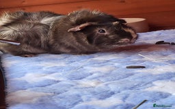 Guinea Pig rodents for sale: 2 seperated male guinea pigs - Image 3