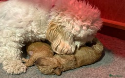 Cavachon dogs for sale: Gorgeous Cavapoochon’s Light Fox Red. - Image 12