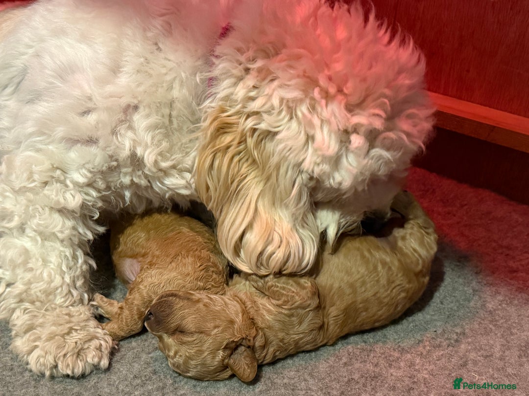 Cavachon dogs for sale: Gorgeous Cavapoochon’s Light Fox Red. - Image 12