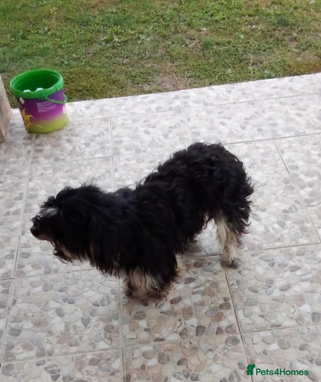 Bichon Frise dogs for adoption: Meet TOTO - a Lovely small boy for a Loving Home - Image 3