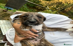 Mixed Breed dogs for sale: Goldendoodle X collie  - Image 4