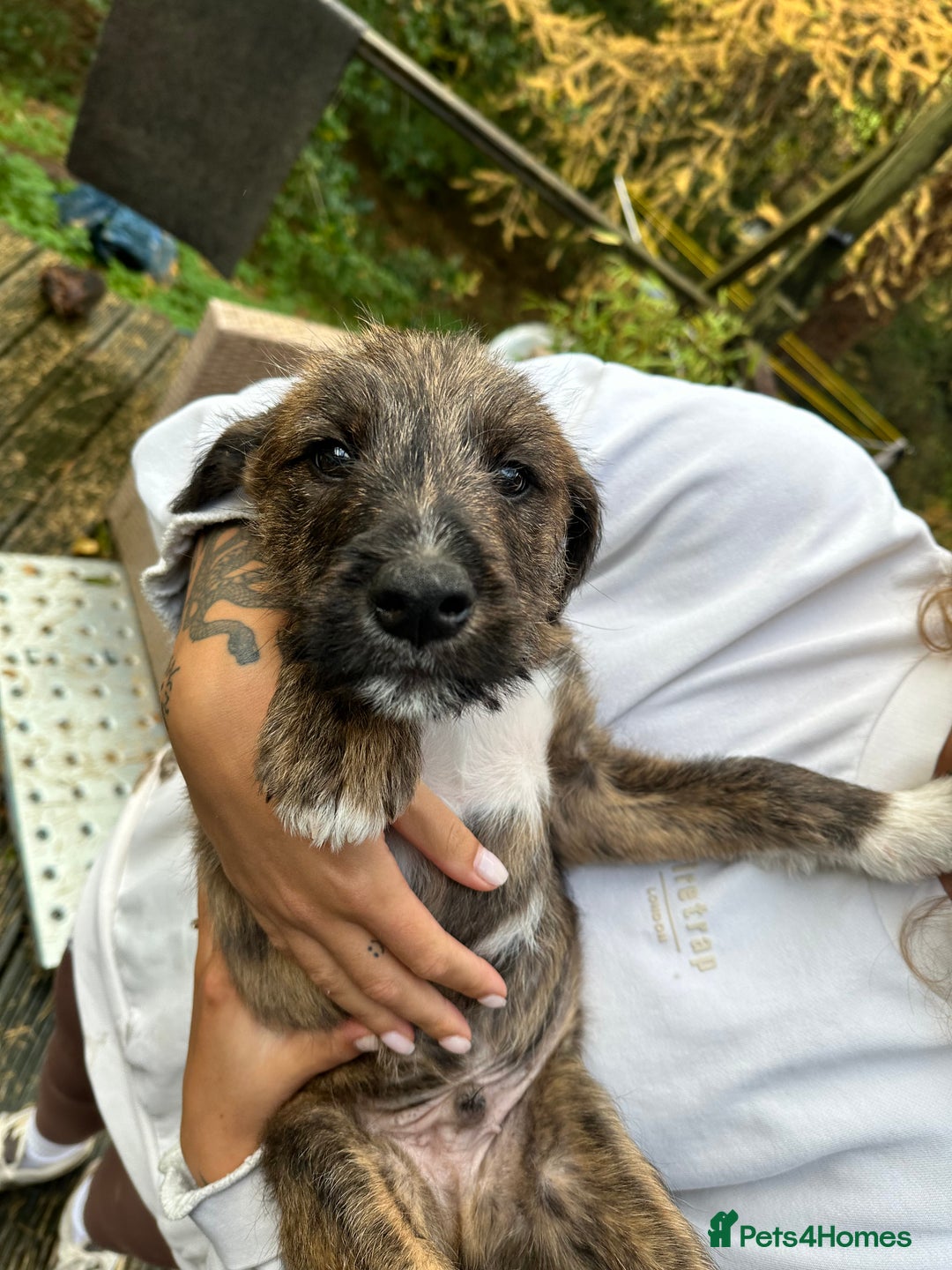 Mixed Breed dogs for sale: Goldendoodle X collie  - Image 4