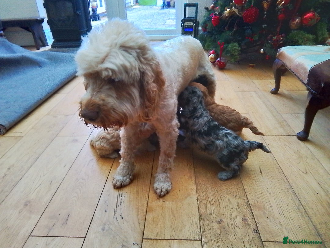 Cockapoo dogs for sale: Stunning cockapoo puppies f1b - Advert 8