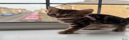 Bengal cats for sale: LAST ONE! Stunning Bengal kittens - Advert 8
