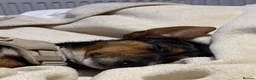 Jackshund dogs for sale: Jackshund for sale in Beckenham - Advert 17