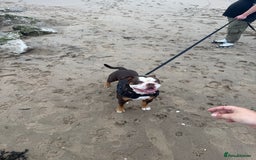 Olde English Bulldogge dogs for sale: Olde English Bulldogge - Image 1