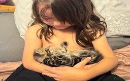 British Shorthair cats for sale: 2 boys one girl for sale  - Image 5