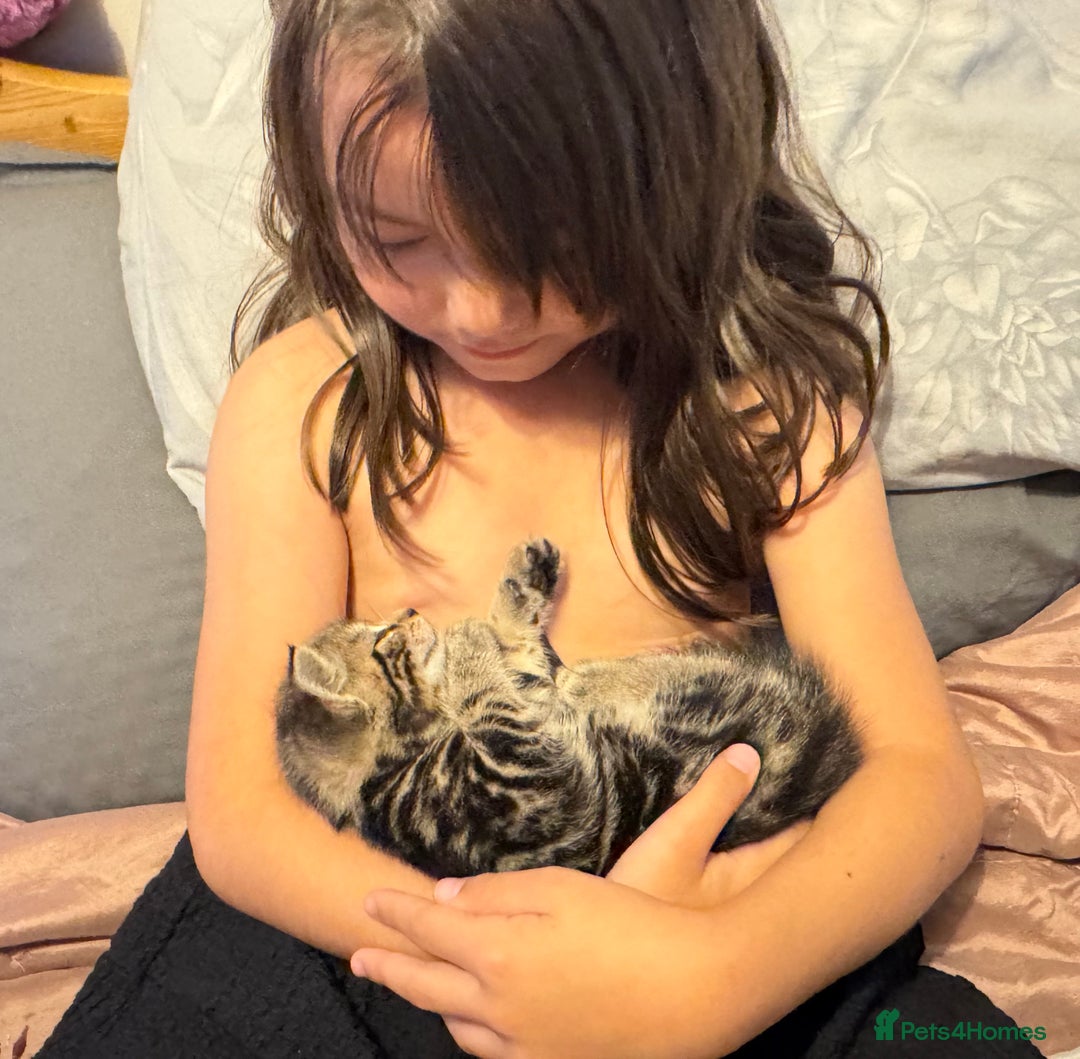 British Shorthair cats for sale: 2 boys one girl for sale  - Image 5