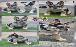 French Bulldog dogs for sale: French bulldogs stunning & ready to go - Image 11