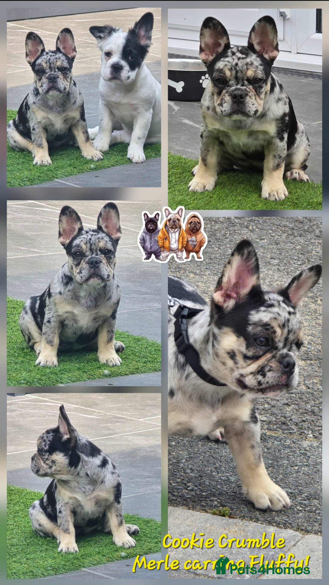 French Bulldog dogs for sale: French bulldogs stunning & ready to go - Image 11