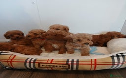 Cockapoo dogs for sale: Adorable F1B red cockapoo puppies  - Image 27