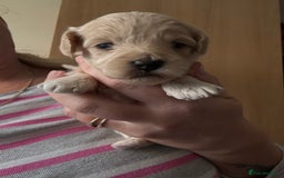 Maltipoo dogs for sale: Maltipoo puppies - Image 12