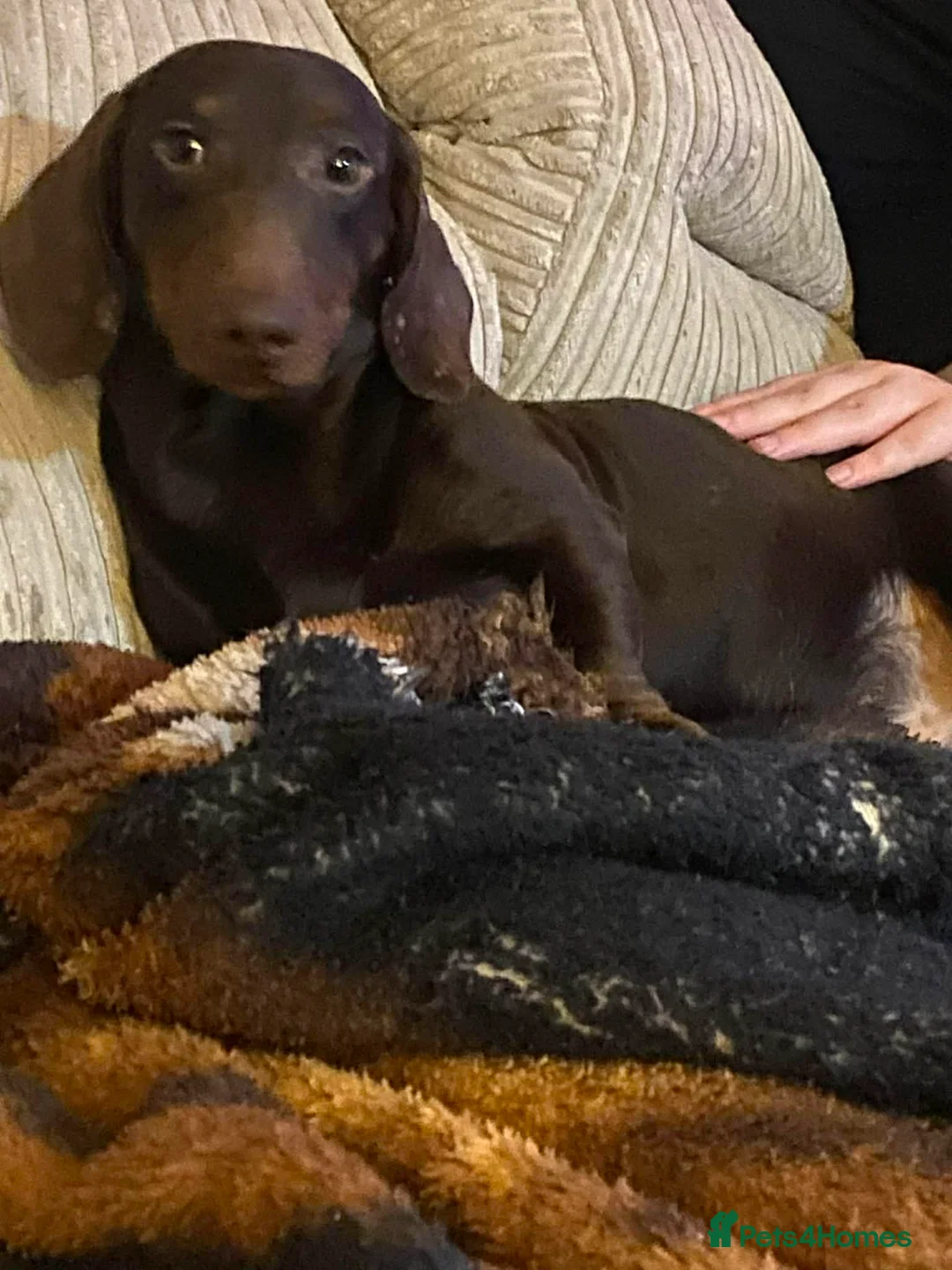 Miniature Dachshund dogs for sale: Bruno - Advert 2