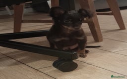 Russian Toy Terrier dogs for sale: Purebred Russian Toy long-haired - Image 17