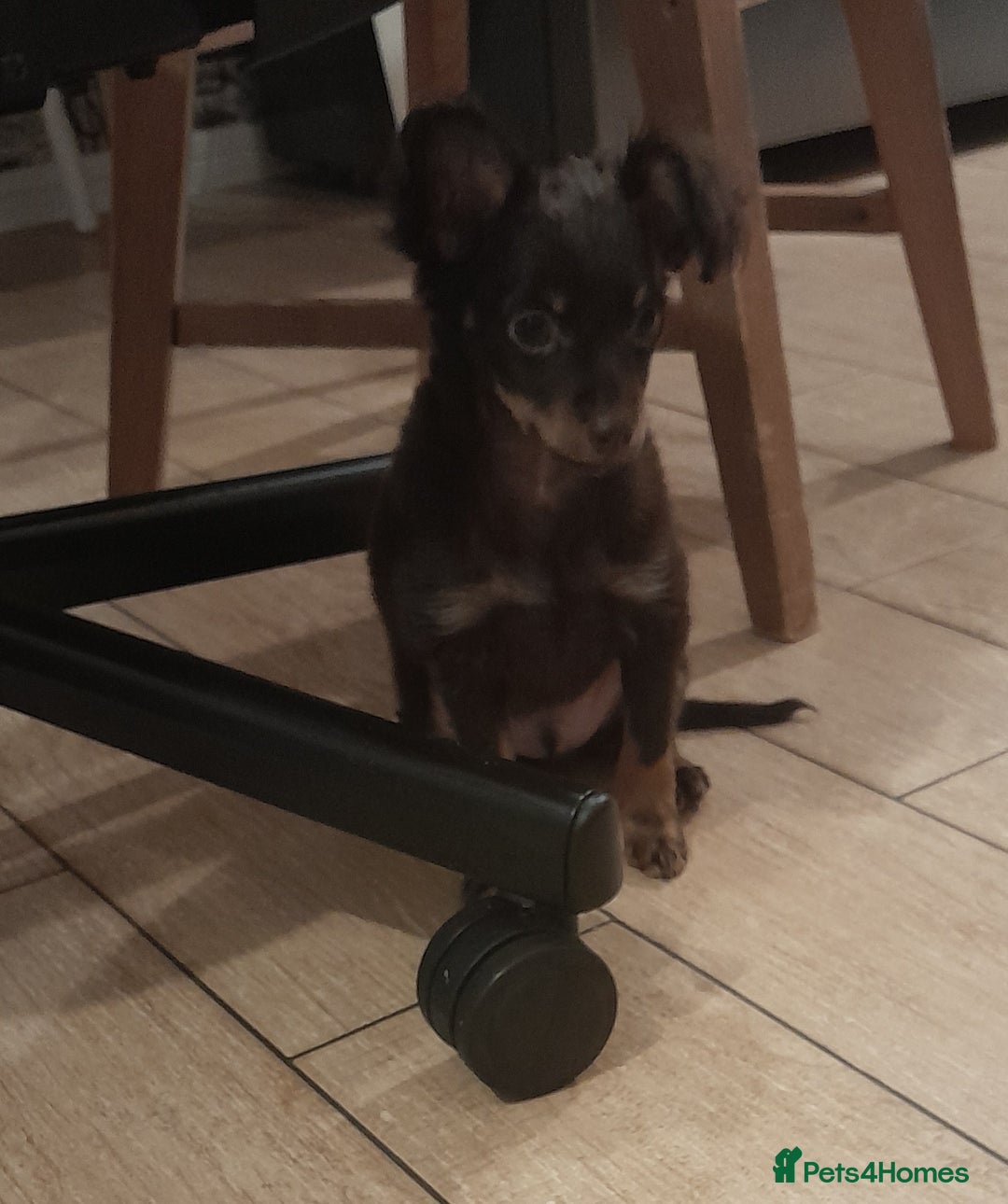 Russian Toy Terrier dogs for sale: Purebred Russian Toy long-haired - Image 17