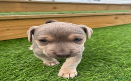 Jack Russell dogs for sale: Rare Jack Russell Puppies for sale - Image 9