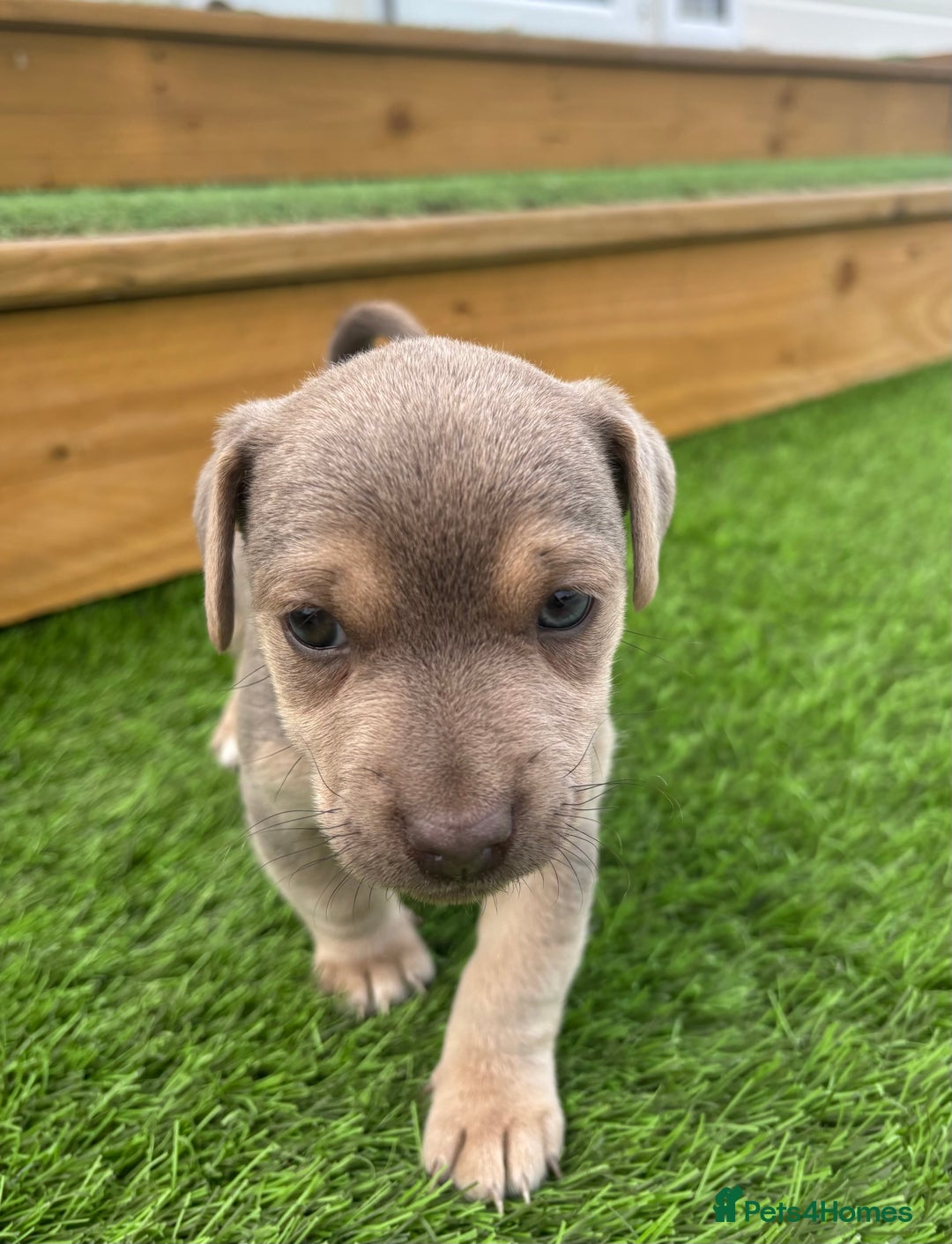Jack Russell dogs for sale: Rare Jack Russell Puppies for sale - Image 9