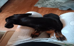 Dachshund dogs for sale: 1 year old Male Dauchund for Sale - Image 2