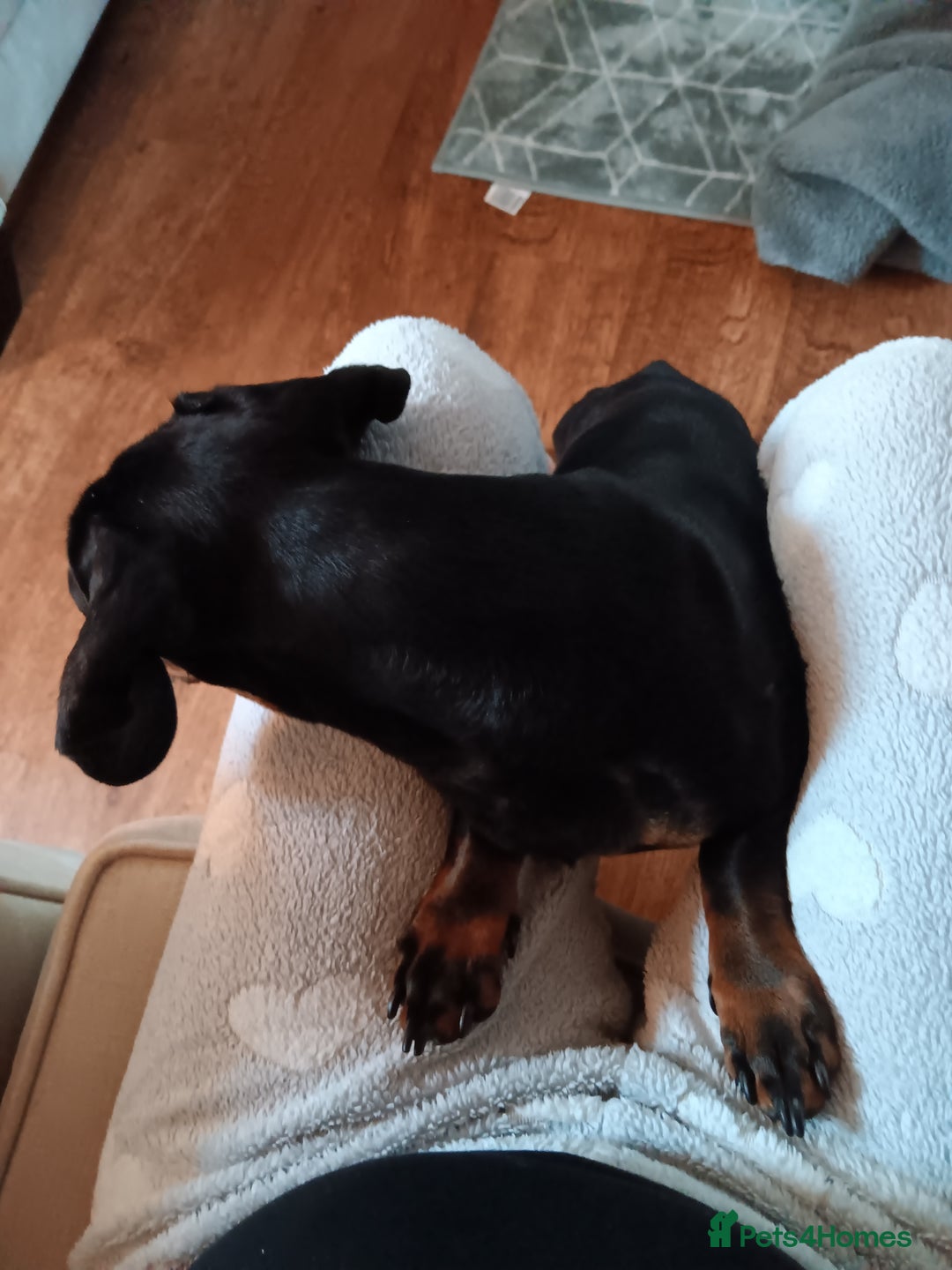 Dachshund dogs for sale: 1 year old Male Dauchund for Sale - Image 2