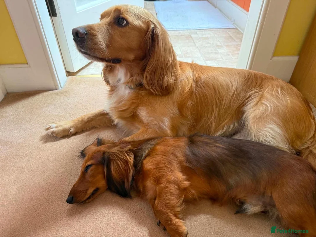 Miniature Dachshund dogs for sale: Beautiful Pedigree Long-Haired Dachshund Puppy - Advert 2