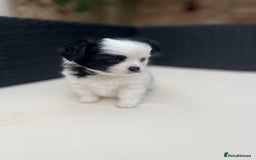 Chihuahua dogs for sale: 2 beautiful chihuahua boys for sale  - Image 11