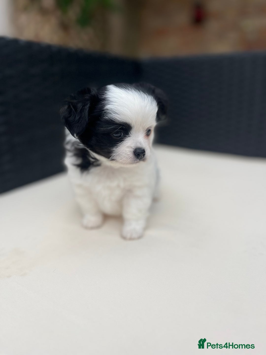 Chihuahua dogs for sale: 2 beautiful chihuahua boys for sale  - Image 11