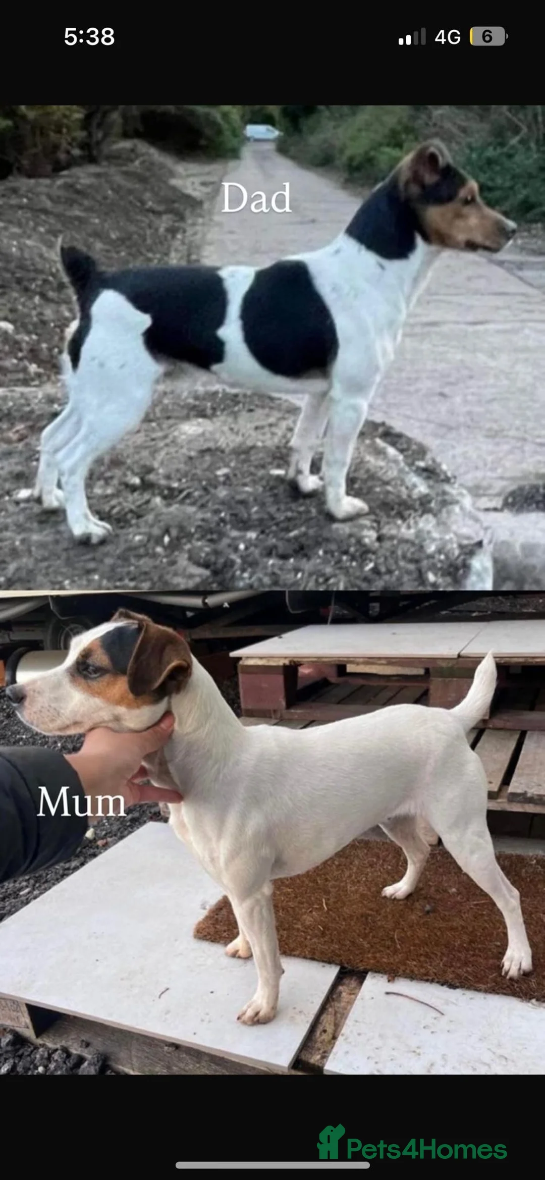 Jack Russell dogs for sale: 2 lovely small girls  - Advert 2