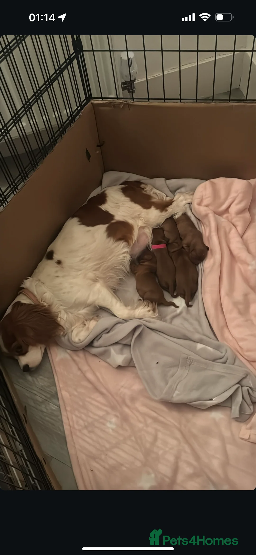 Cavalier King Charles Spaniel dogs for sale: Gorgeous Ruby Cavalier King Charles Spaniels 🩷💙 - Advert 3