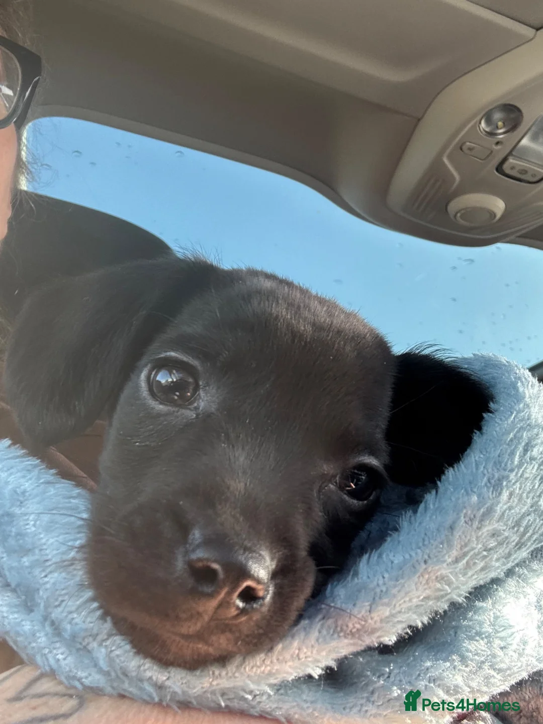 Mixed Breed dogs for sale: Dottie female  - Advert 7