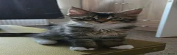 Maine Coon cats for sale: 3 Maine Coon kittens. - Advert 2