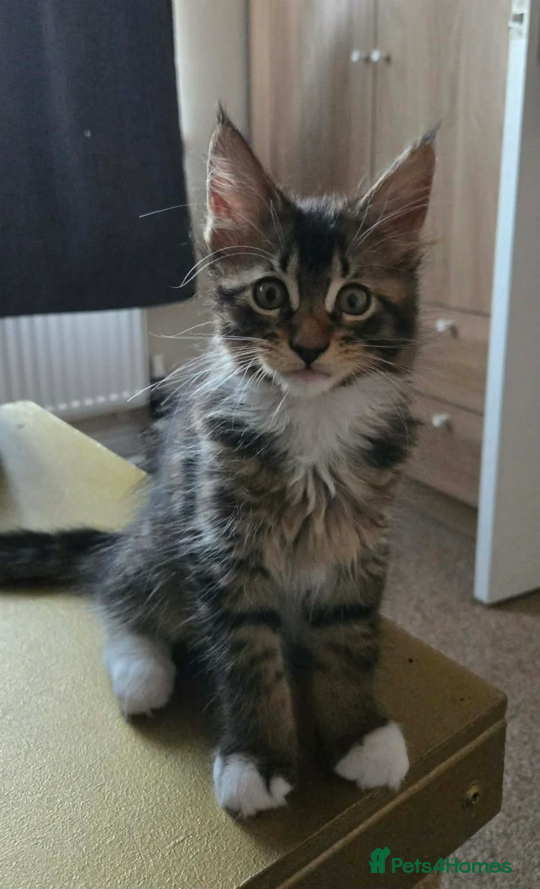 Maine Coon cats for sale: 3 Maine Coon kittens. - Advert 2