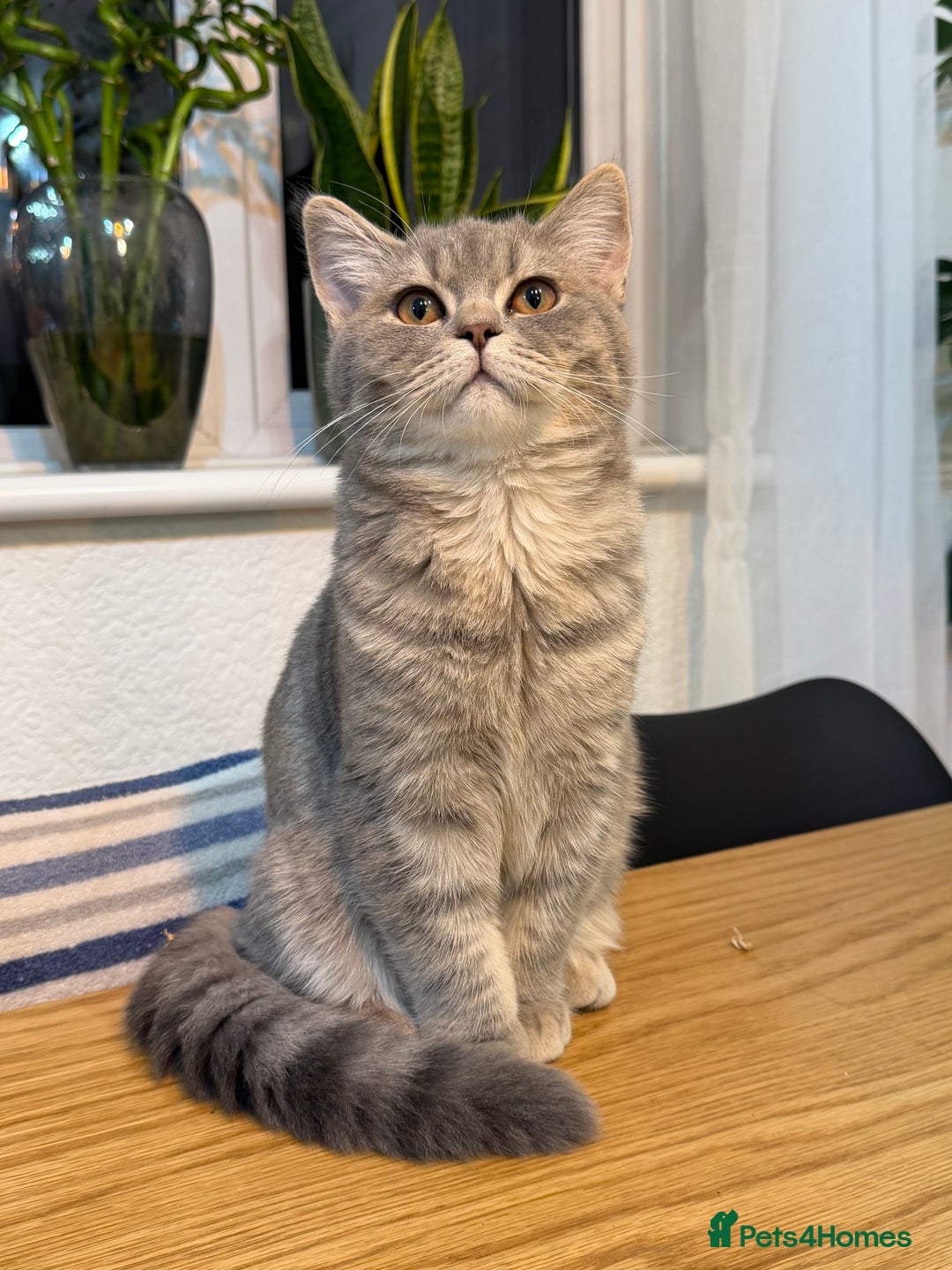 British Shorthair cats for sale: British short hair  - Advert 4