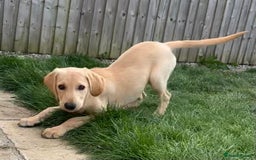 Mixed Breed dogs for sale: READY TO LEAVE - DNA health tested Puppies  - Image 8
