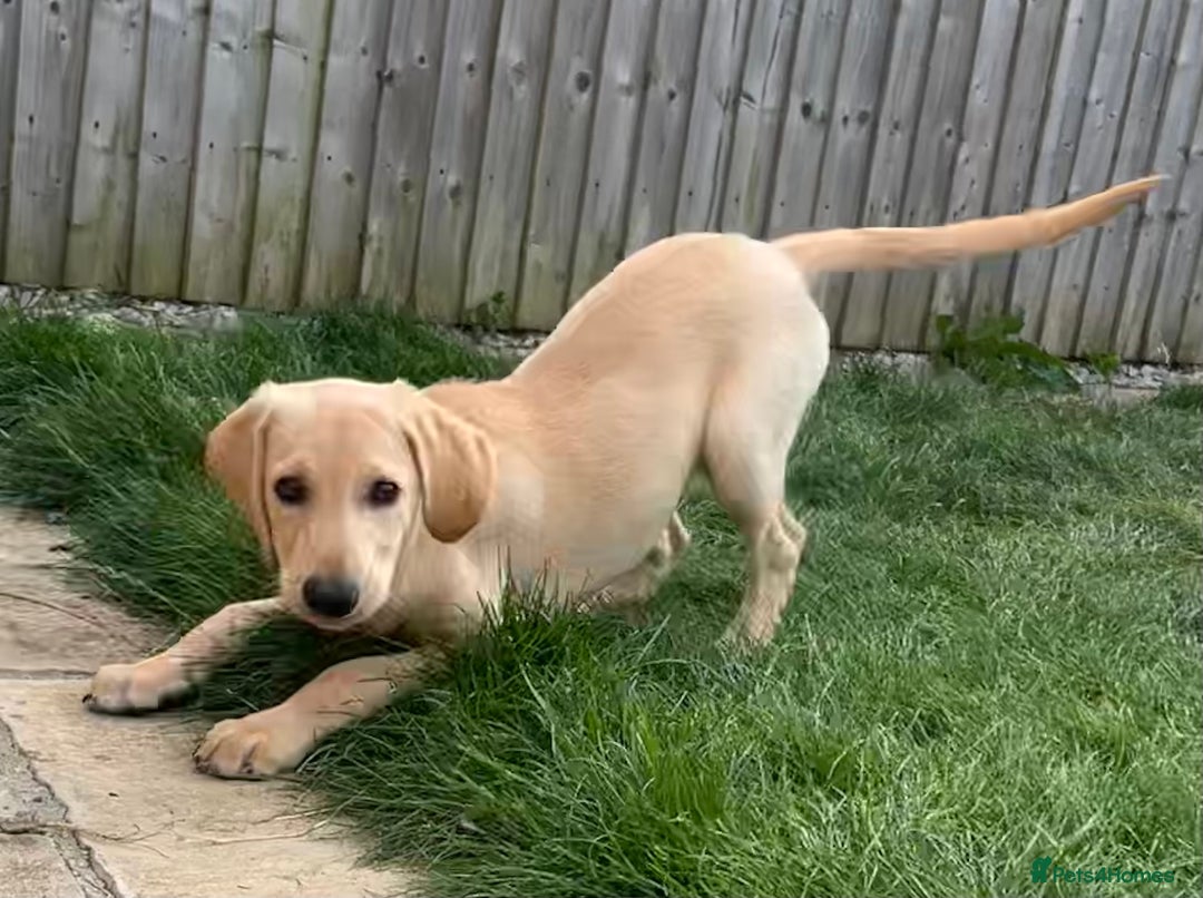 Mixed Breed dogs for sale: READY TO LEAVE - DNA health tested Puppies  - Image 8