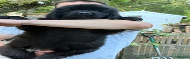 Newfoundland male (Mr Black) 